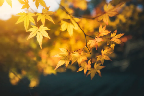 二十首宋詞詠秋景，秋情難忘引人共鳴