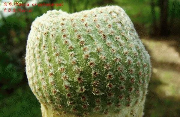 仙人球類科普之巖虎屬 仙人球類科普之巖虎屬