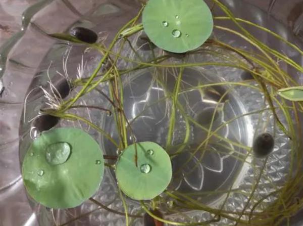 養睡蓮別隻用清水，加上1把石子，滴入2種自制“營養液”，開花快