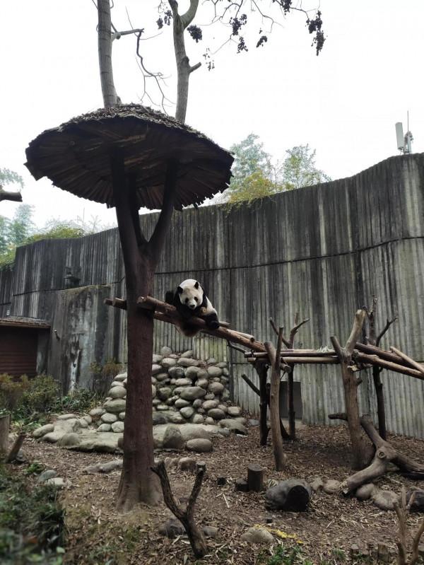 大熊貓基地為什麼早上7點半就開門是有它的道理滴