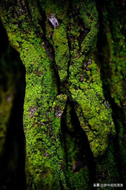 流風迴雪,雙子座 流風迴雪,雙子座