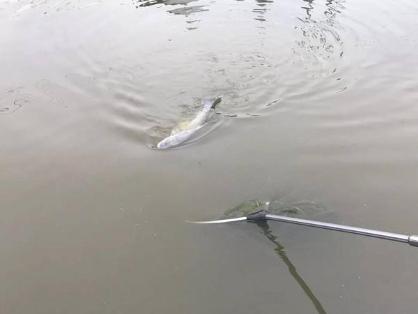 餌料也可以復古，試試這兩種自制餌，大鯽一條接一條