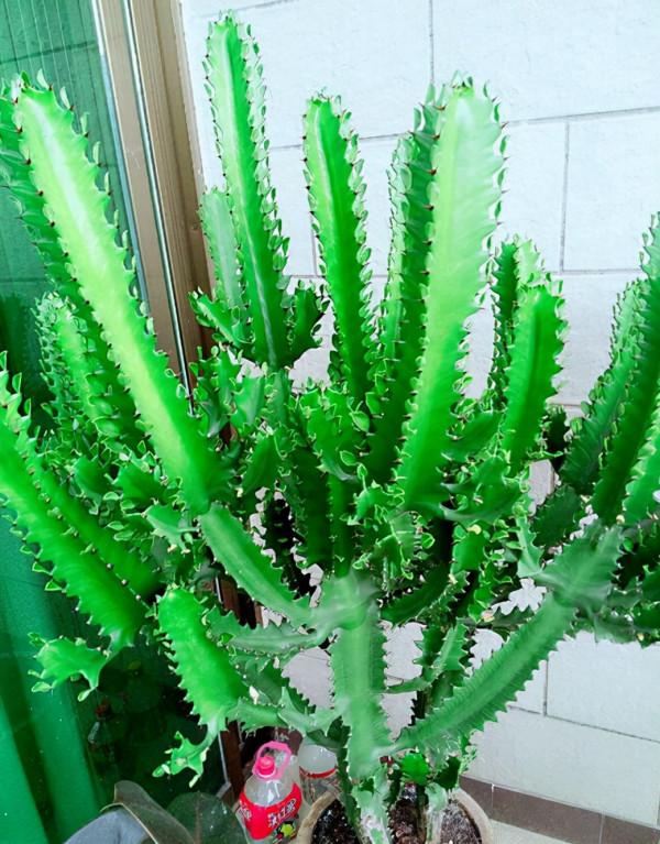 冬季養龍骨也要記住“3句話”,否則很容易爛根 冬季養龍骨也要記住“3句話”,否則很容易爛根