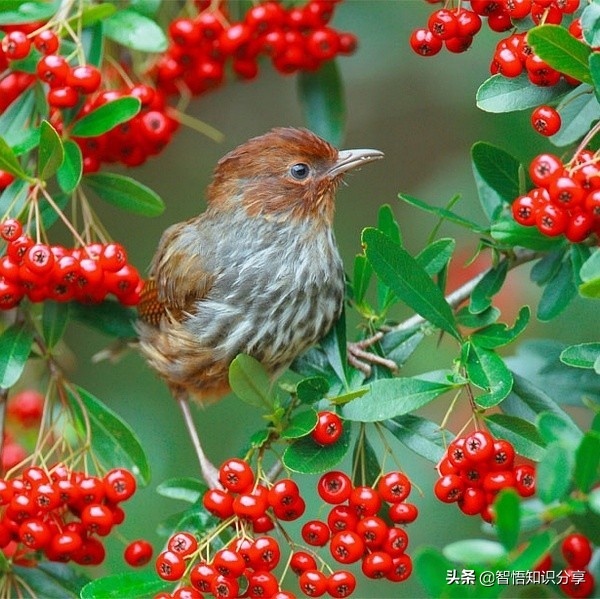 漂亮小鳥在等你欣賞，愛不釋手，萌得可愛