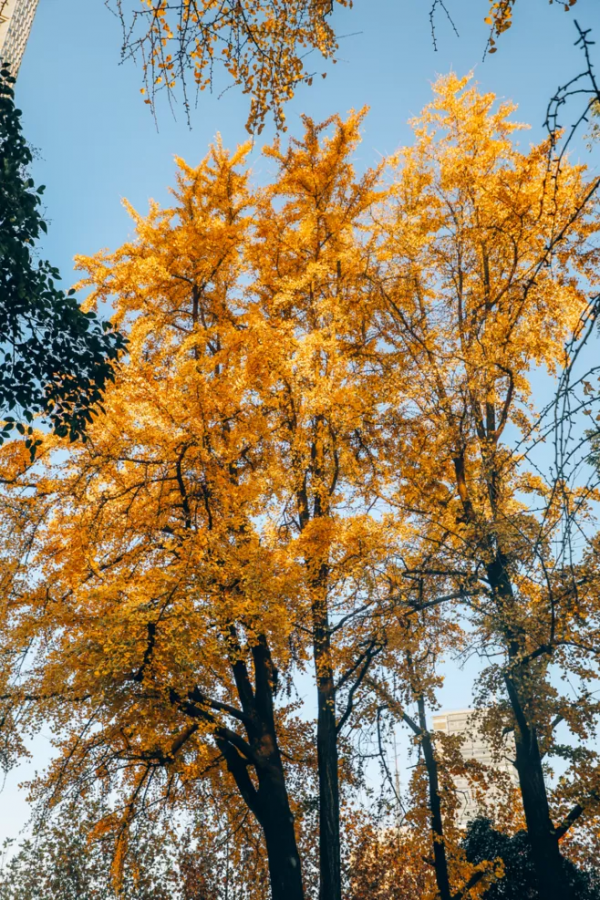 北京東路，喜提秋天