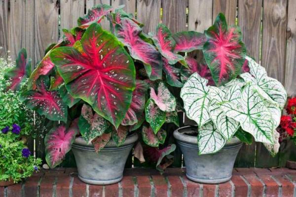 家裡光線差，就養17種“陰性花”，漂亮有格調，貴氣又吉利