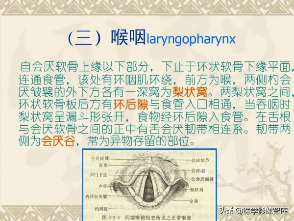 咽喉部解剖最全圖解，值得收藏