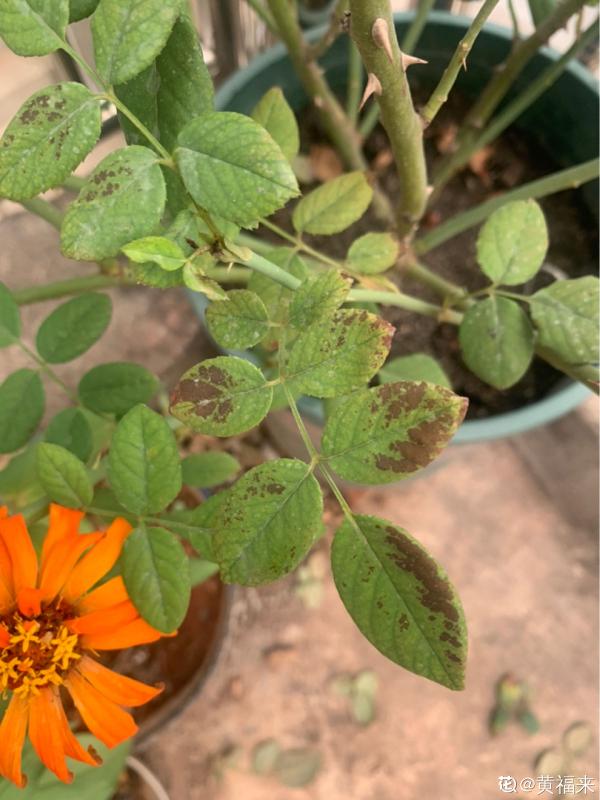 植物雨季沒處躲，勤排水多打理，從此不怕下雨天