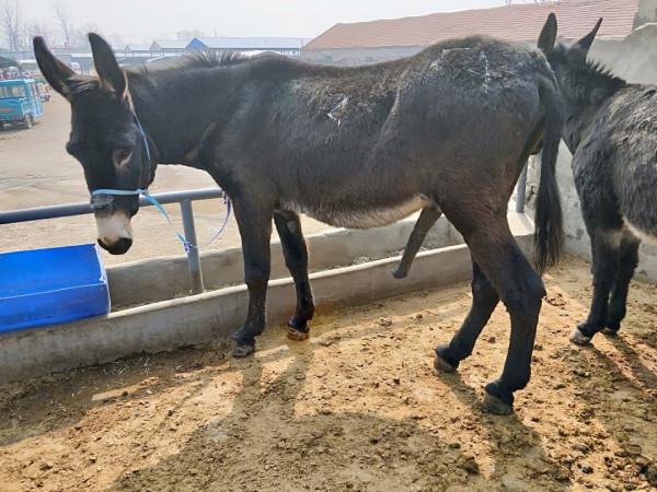 馬看上去處處比驢強，為何至今無法取代驢？驢到底有何特殊能力？