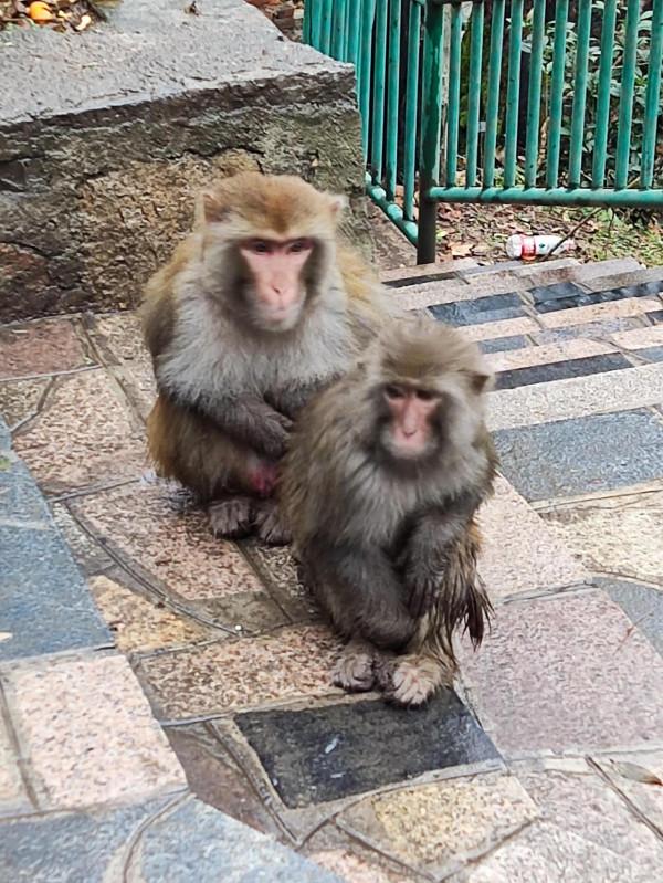 黔靈山公園，猴子不是唯一的亮點