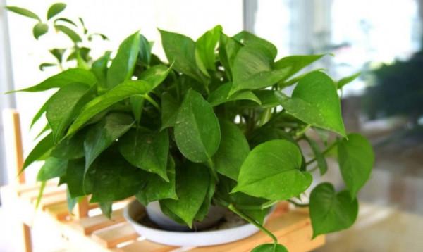 天氣轉涼後,3種花及時給它“翻盆”,不然影響植株生長 天氣轉涼後,3種花及時給它“翻盆”,不然影響植株生長