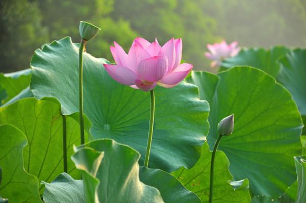 蓮商會 籽蓮施肥管理 白蓮