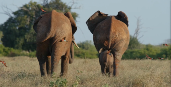 非洲特大旱災，動物屍橫遍野，50歲大象女王用智慧拯救族群