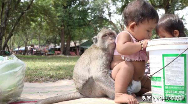 偷錢、殺人、綁架,印度猴子無惡不作,老百姓們為何拿它們沒辦法 偷錢、殺人、綁架,印度猴子無惡不作,老百姓們為何拿它們沒辦法