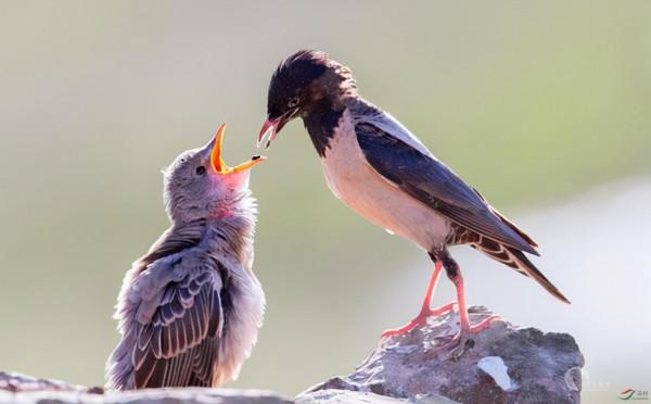 印度蝗災或向中亞擴散，新疆地區或迎來危機？“滅蝗大戰”白熱化