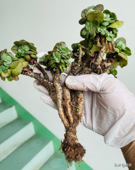 曾經落魄的秀妍，重新換盆土之後，竟然變美了