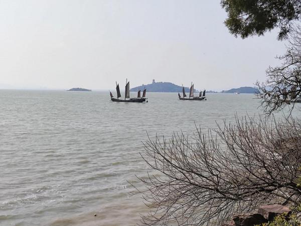 黿頭渚櫻花先睹為快