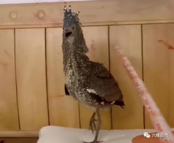 廣西一隻怪鳥飛入女子家，遇到人驅趕，立即翅膀撐牆炸毛帥氣反擊