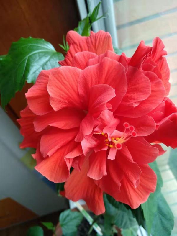 女人四十一朵花