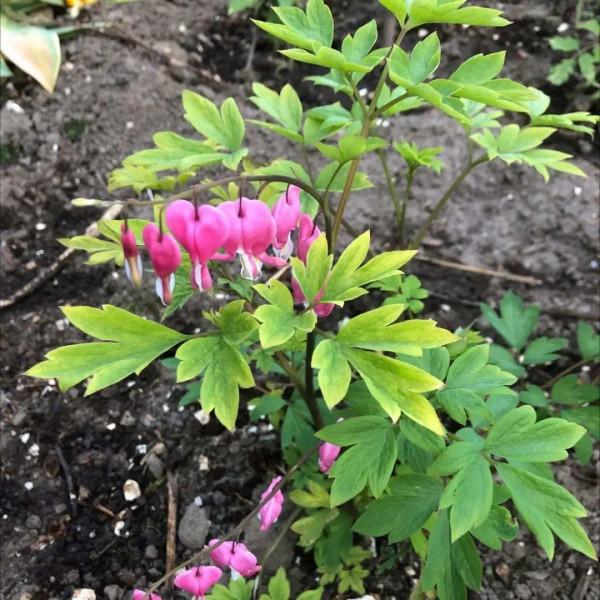 “壽命長”的10種花,寓意好,格調高,老人見了眉開眼笑 “壽命長”的10種花,寓意好,格調高,老人見了眉開眼笑