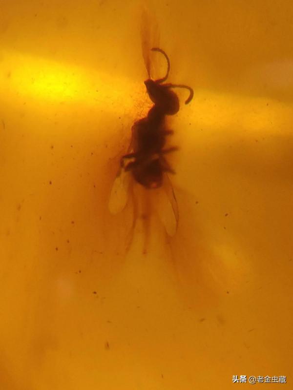 我們在緬甸琥珀裡都能看見什麼？