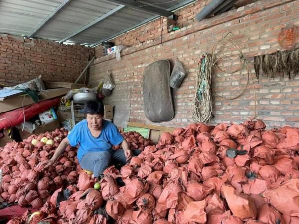 順義丨史家口果農老蔡哽咽:誰來買我的7000斤梨? 順義丨史家口果農老蔡哽咽:誰來買我的7000斤梨?