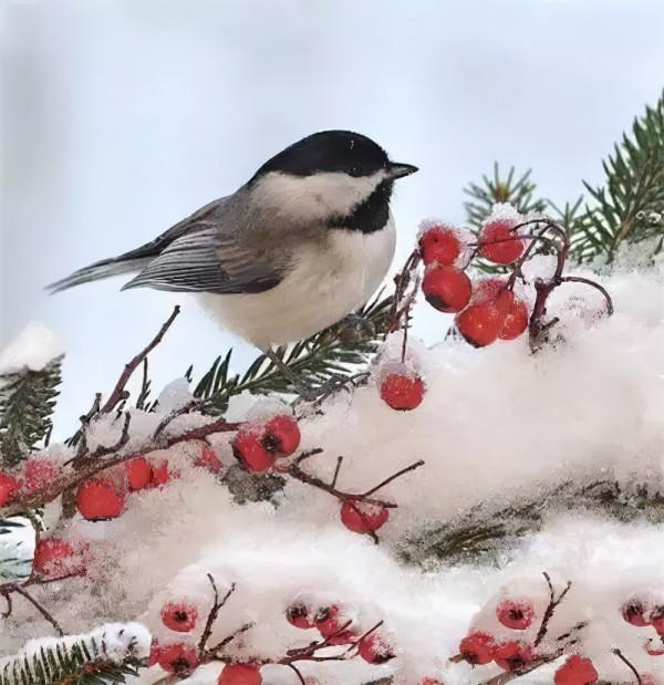 雪中的小鳥欣賞