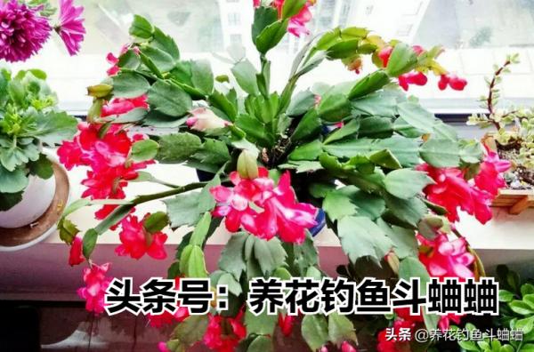 養蟹爪蘭有“三不放”,遠離這些位置,否則容易枯黃不開花 養蟹爪蘭有“三不放”,遠離這些位置,否則容易枯黃不開花