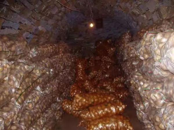 秋收馬鈴薯採後管理指導意見