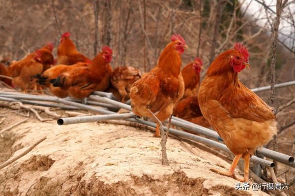 農民大姐把山雞養成怪雞,言說下蛋是彩蛋,供不應求 農民大姐把山雞養成怪雞,言說下蛋是彩蛋,供不應求
