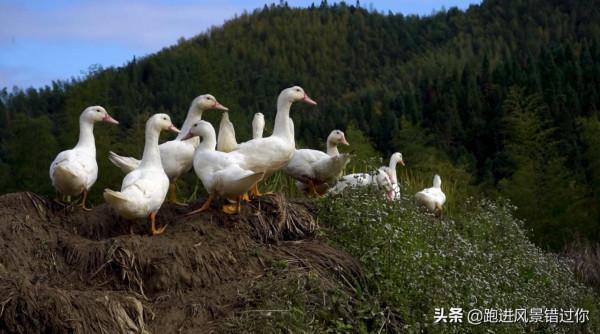 湖北恩施懸崖上的村莊，當地人將墓蓋在房子邊，保留傳統習俗