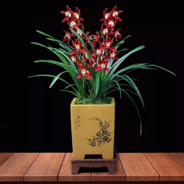 分享圖片：大紅精品蘭花66款