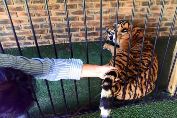 一把捏住老虎的後頸，會有什麼後果？它會不會像貓一樣變乖巧？