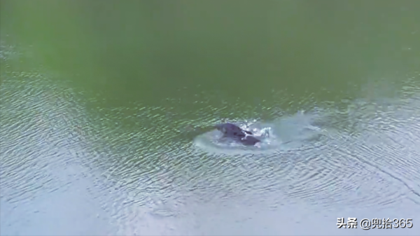 廣西一男子野釣遇“怪魚”，專家親自為其解惑，網友：盲目放生