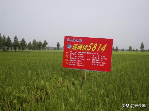 超級稻深兩優5814，一個留下傳奇的好品種，優質高產抗性好