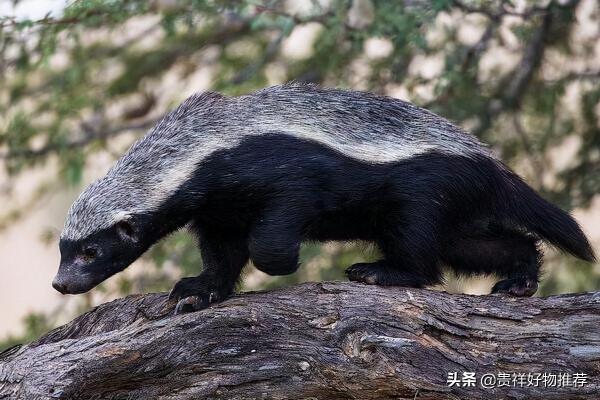 走紅網路的動物排行榜“國寶”上榜 海洋選手也參賽 走紅網路的動物排行榜“國寶”上榜 海洋選手也參賽