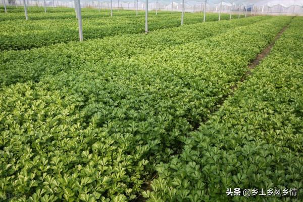 種植這幾類農作物畝收入在萬元以上，最後2種畝收入可達3萬元