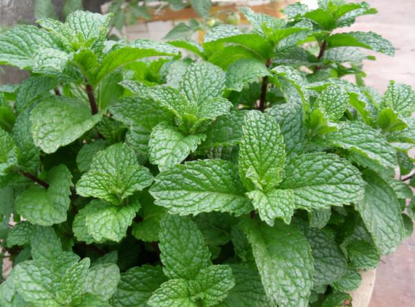 睡覺翻來覆去不安穩，擺一些“助睡植物”，身體狀態越來越好