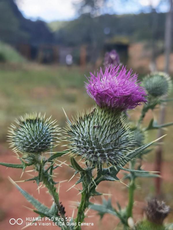 草本植物—飛廉