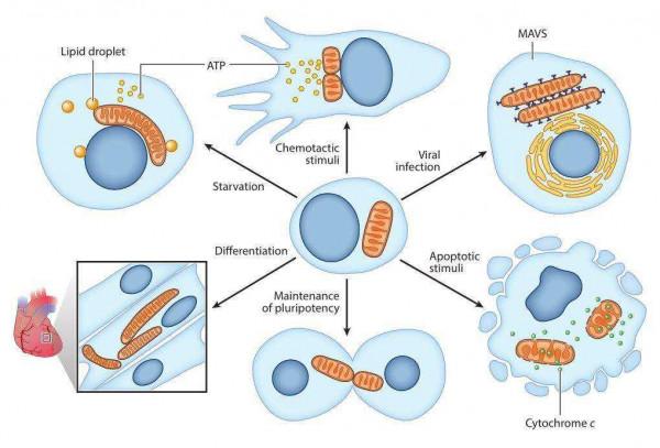 換血療法使年齡縮減54%？《自然》子刊再發文，美科學家取得突破