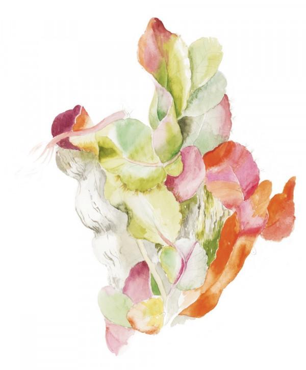 阿納維利亞納斯群島上的“森林之花”