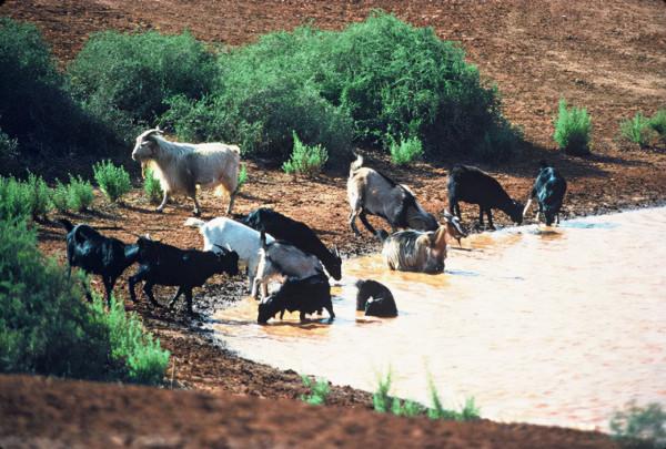 澳洲上演“人羊地盤戰”,百萬野山羊吃不完,為何不出口到中國? 澳洲上演“人羊地盤戰”,百萬野山羊吃不完,為何不出口到中國?