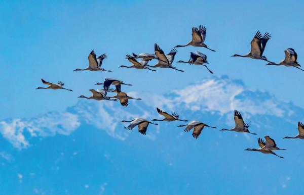林草科普|灰鶴:飛越天山 林草科普|灰鶴:飛越天山