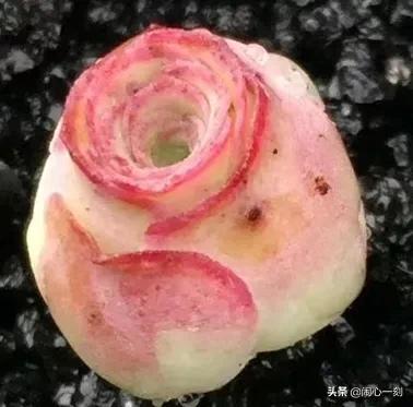 分享&mdash;&mdash;玫瑰多肉