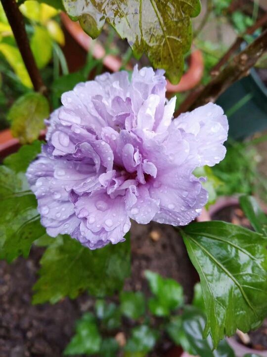 甄嬛傳華妃口中的“一丈紅”，其實就是蜀葵，開花豔麗多彩花期長