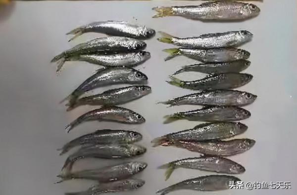 野外垂釣要當心！貴州兩男子釣了47條麥穗魚，結果面臨牢獄之災
