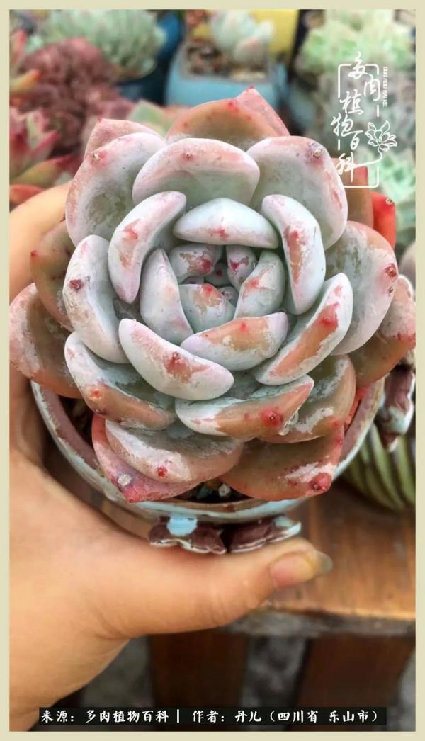 我的長生草秘密花園4：收集整理也是一種快樂