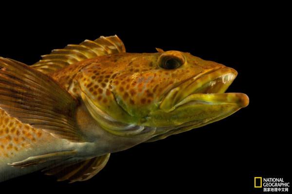 這種暴脾氣的魚,居然一生氣就長牙 這種暴脾氣的魚,居然一生氣就長牙