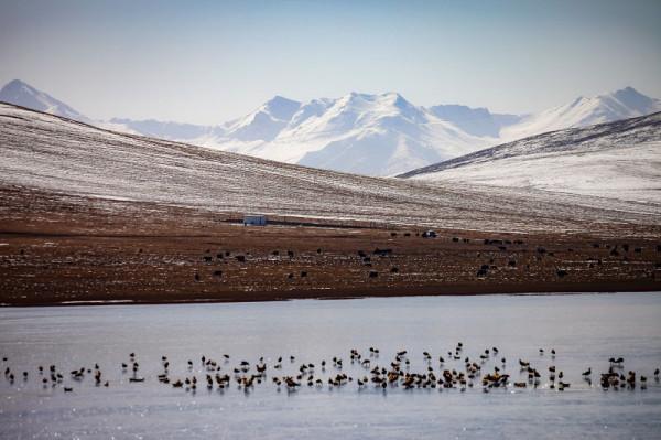 冬日青海成鳥的天堂