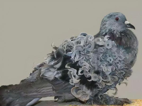 66張圖片帶你看看，那些有著驚豔“顏值”的動物